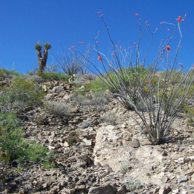 Flower Area
