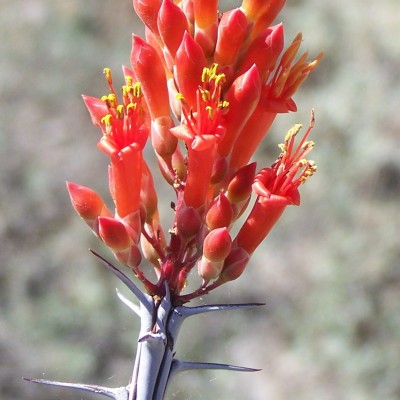 Ocotillo Flower