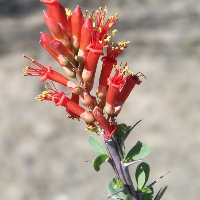 Ocotillo Flower With Leaves