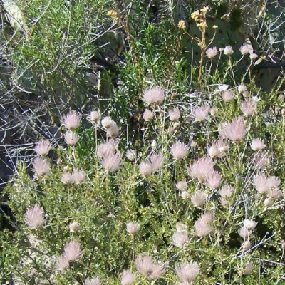 Plant Flower