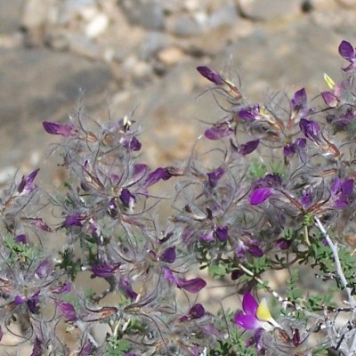 Plant Flowers
